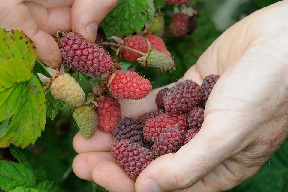 Dornenlose HimBrombeere 'LOGANBERRY' 5060 cm, Cont. 2 l Lumigreen.de