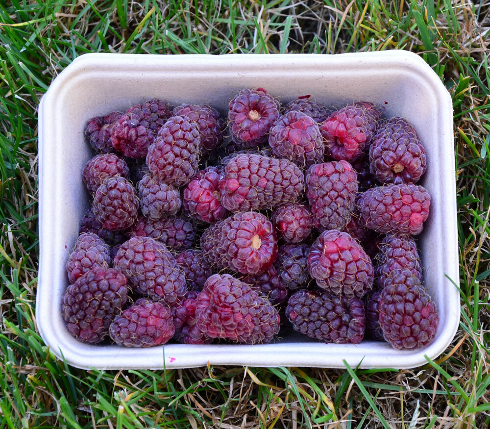 Dornenlose HimBrombeere 'LOGANBERRY' 5060 cm, Cont. 2 l Lumigreen.de