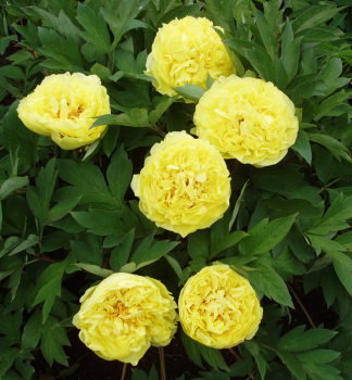 Halbstrauchige Pfingstrose YELLOW CROWN Cont. 1,5 l