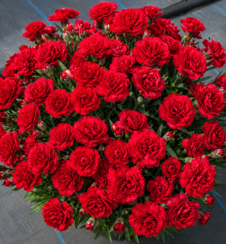 Pracht-Nelke �TINY PLEASURE� DARK RED� Cont. 0,5 l