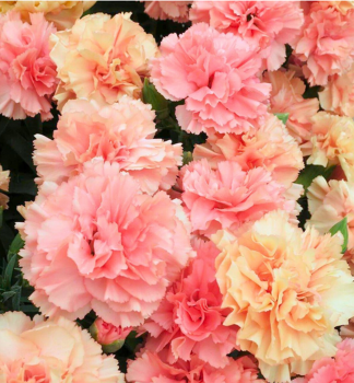 Gartennelke �SWEET PLEASURE�L APRICOT� Cont. 0,5 l
