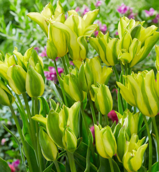 Tulpe FORMOSA Packungsinhalt 5 St.