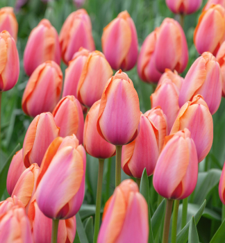 Tulpe �APRICOT IMPRESSION�, Packungsinhalt 5 St.