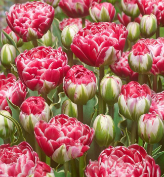 Tulpe DAZZLING SENSATION Packungsinhalt 3 St.