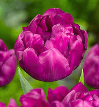 Tulpe PURPLE POWER Packungsinhalt 5 St.
