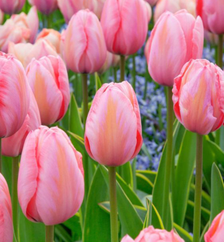 Tulpe �DESIGN IMPRESSION� Packungsinhalt 5 St.