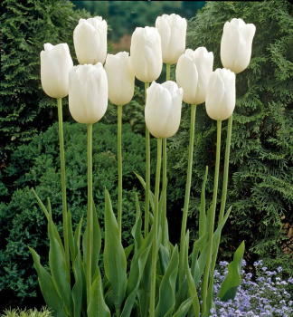 Tulpe MAUREEN, Packungsinhalt 5 St.