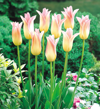 Tulpe �ELEGANT LADY�, Packungsinhalt 5 St.