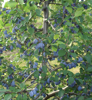 S�ulen-Pflaumenbaum �TOPPER�� Unterlage Myrobalan, wurzelnackt