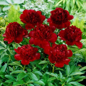 Pfingstrose 'RED CHARM' Cont. 1,5 l