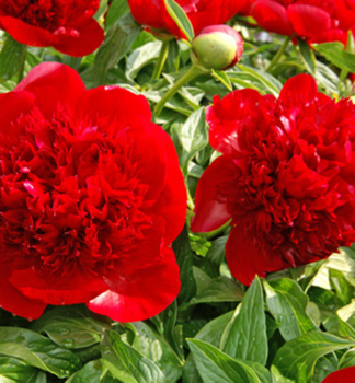 Pfingstrose 'RED CHARM' Cont. 1 l