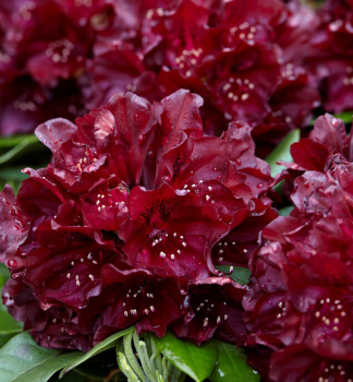 Rhododendron BLACK WIDOW 40-50 cm, Cont. 4 l