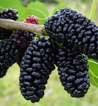 Maulbeere MONTE NEGRO na kmienku 150 cm, Cont. 12 l