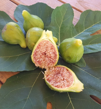 Feigebaum �DESERT KING� 120-130 cm, kont. 25 l