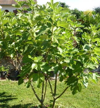 Feigebaum �DESERT KING� 20-30 cm, kont. 2,5 l