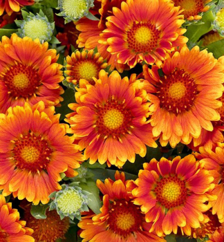 Kokardenblume �GUSTO ORANGE ZEST� Cont. 1 l