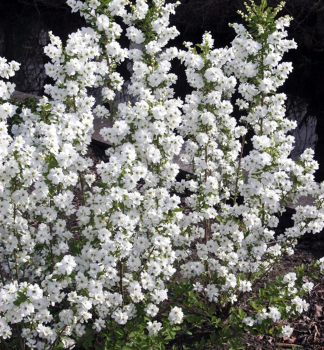 Prunkspiere �MAGICAL SPRINGTIME�� 20-30  cm, Cont. 2,5 l