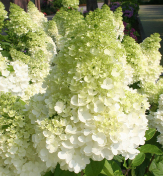 Rispenhortensie �MAGICAL MOONLIGHT�� 40-50 cm, Cont. 4 l