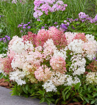Rispenhortensie �GROUNDBREAKER� BLUSH� 20-30 cm, Cont. 3 l