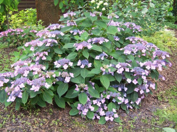 Tellerhortensie �AVELROZ� 20-30 cm, Cont. 2,5 l