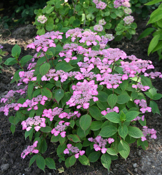 Tellerhortensie �AVELROZ� 20-30 cm, Cont. 2,5 l