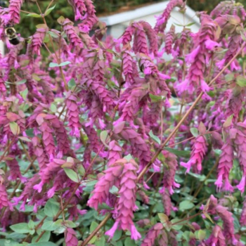 Oregano �BRISTOL CROSS� Cont. 1 l