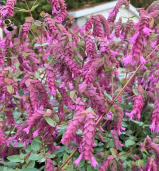 Oregano �BRISTOL CROSS� Cont. 1 l
