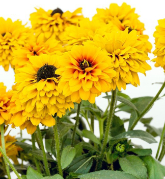 Sonnenhut (Rudbeckia) �SUNBECKIA�NOA�, Cont. 0,5 l