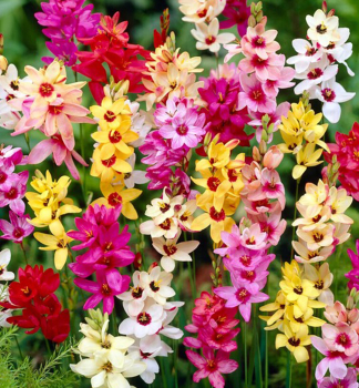 Ixia-Klebschwertel �MIXED� Packungsinhalt 10 St.