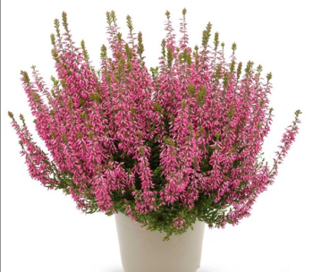 Besenheide �PAULA� Cont. 0,5 l