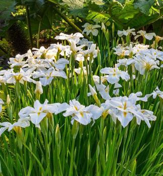 Japanische Schwertlilie WHITE LADIES, Cont. 1 l