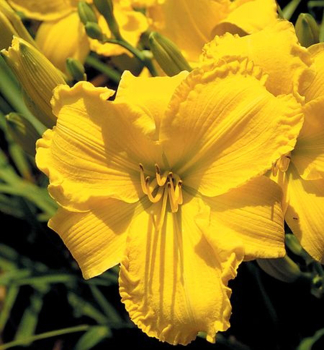 Taglilie 'TEXAS SUNLIGHT', Cont. 1 l