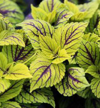 Buntnessel �COPINTO� CAIPIRINHA�, Cont. 0,5 l