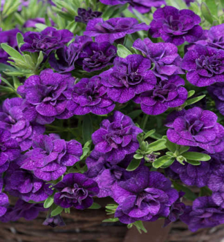 �berh�ngende Mini-Petunie 'PORTUCAL DOUBLE BLUE', Cont. 0,5 l