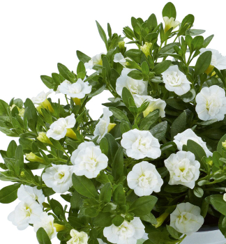 Mini-Petunie �PORTUCAL� DOUBLE WHITE�, Cont. 0,5 l