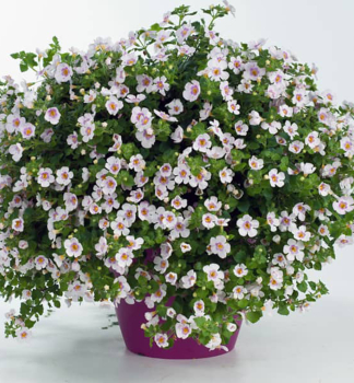 Schneeflockenblume �SCOPIA GULLIVER PINK HEART�� Cont. 0,5 l