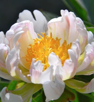 Pfingstrose GREEN LOTUS Cont. 1 l