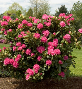 Rhododendron ROCKET 20-30 cm, Cont. 3 l