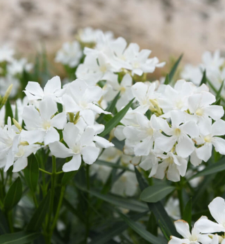 Oleanderstrauch BIANCO SEMPLICE 70-80 cm, Cont. 3 l