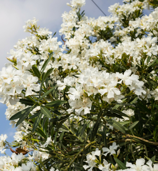 Weier Oleander BIANCO SEMPLICE 50-60 cm, Cont. 3 l