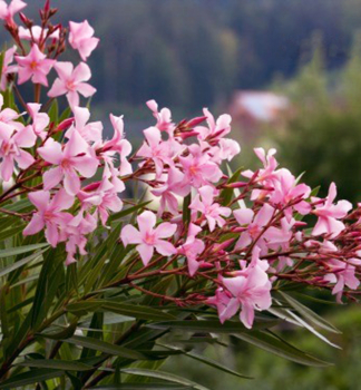Rosar Oleander ROSA SEMPLICE 50-60 cm, Cont. 3 l