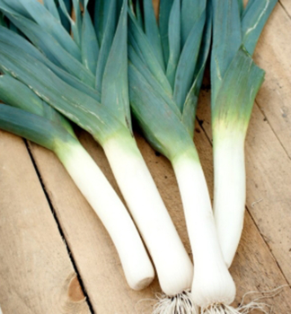 Lauch 'GIGANTE' var. MATEJKO 12 Stck in einer Multiplatte
