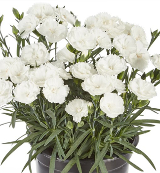 Gartennelke �SWEET PLEASURE�L WHITE� Cont. 0,5 l