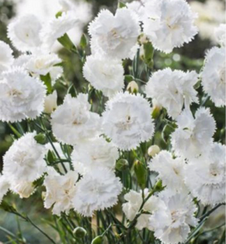 Gartennelke �SWEET PLEASURE�L WHITE� Cont. 0,5 l