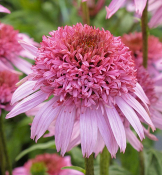 Sonnenhut (Echinacea) �PAPALLO� SEMI DOUBLE PINK�, Cont. 1 l