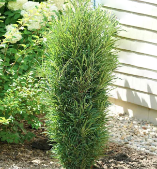 Faulbaum FASTIGIATA 50-60 cm, Cont. 2 l