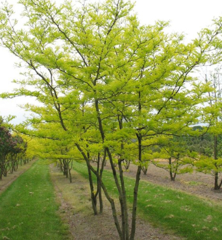Gleditschie (dornenlose) �INERMIS� 90-110 cm, Cont. 4 l