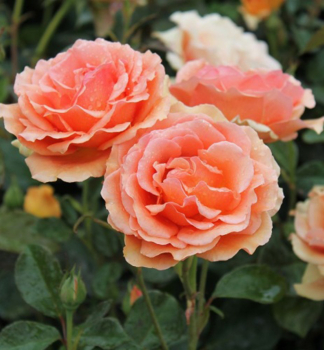 Groblumige Buschrose ASHRAM ** Tantau, Cont. 2 l