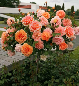 Stammrose ASHRAM ** auf Stamm 100 cm, Cont. 7 l