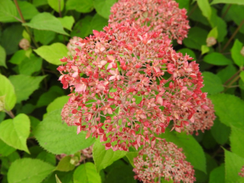 Obr�zok (3)